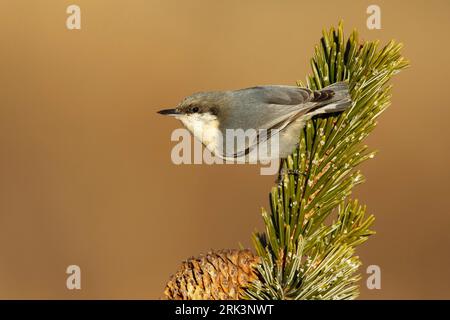 Adult Pygmy Nuthatch, Sitta pygmaea Los Alamos County, USA Stock Photo