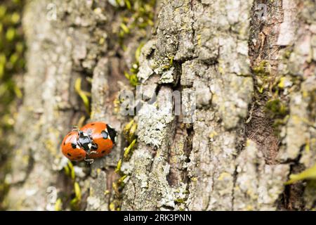 Coccinella septempunctata - Siebenfleckenkäfer - Siebenpunkt-Marienkäfer, Deutschland (Baden-Württemberg), imago Stockfoto