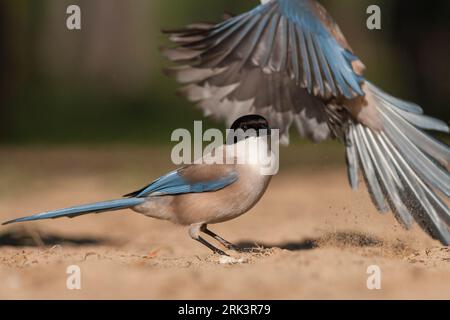 Blauwe Ekster, Iberische Magpie, Cyanopica cooki Stockfoto