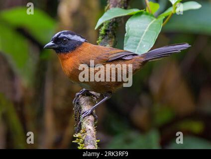 Tanager Finch (Oreothraupis arremonops) perched on a twig in understory of cloud forest in Ecuador. Stock Photo