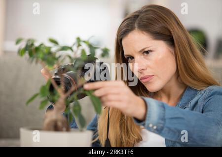 woman photographing a houseplant Stockfoto