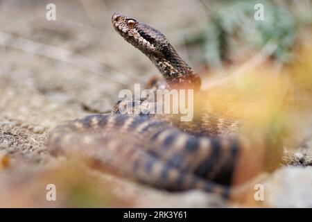 ASP Viper (Vipera aspis aspis) nahm die 13/09/2022 in Ristolas - Frankreich. Stockfoto