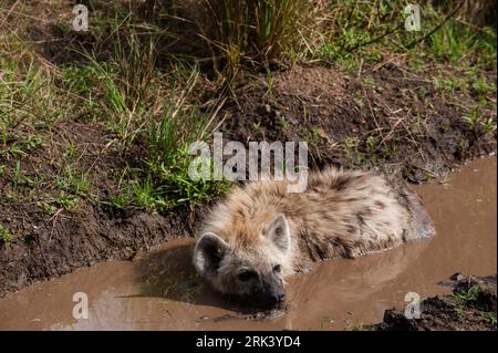 Eine gefleckte Hyäne, Crocuta crocuta, kühlt sich in einer Pfütze ab. Masai Mara National Reserve, Kenia. Stockfoto