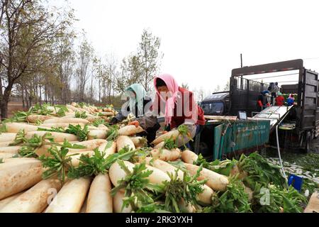 LUANNAN COUNTY, China - 6. November 2018: Bauern waschen frisch geerntete Radieschen auf einer Farm im LUANNAN COUNTY, Provinz Hebei, China Stockfoto