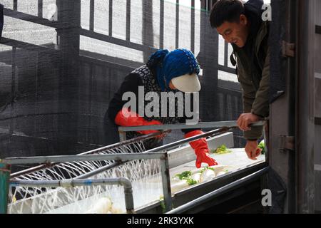 LUANNAN COUNTY, China - 6. November 2018: Bauern waschen frisch geerntete Radieschen auf einer Farm im LUANNAN COUNTY, Provinz Hebei, China Stockfoto