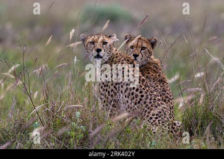 Zwei Gepard, Acynonix jubatus, sitzen und blicken auf die Kamera. Voi, Tsavo, Kenia Stockfoto