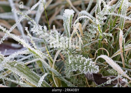Schafgarbe, gewerbliche Schafgarbe, Wiesen-Schafgarbe, Schafgabe, Achillea millefolium, Schafgarbe, Gemeine Schafgarbe, Achillée millefeuille, la Millefeuille, Stockfoto