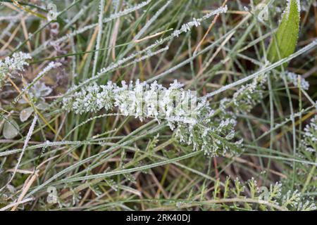 Schafgarbe, gewerbliche Schafgarbe, Wiesen-Schafgarbe, Schafgabe, Achillea millefolium, Schafgarbe, Gemeine Schafgarbe, Achillée millefeuille, la Millefeuille, Stockfoto
