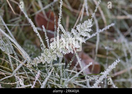 Schafgarbe, gewerbliche Schafgarbe, Wiesen-Schafgarbe, Schafgabe, Achillea millefolium, Schafgarbe, Gemeine Schafgarbe, Achillée millefeuille, la Millefeuille, Stockfoto