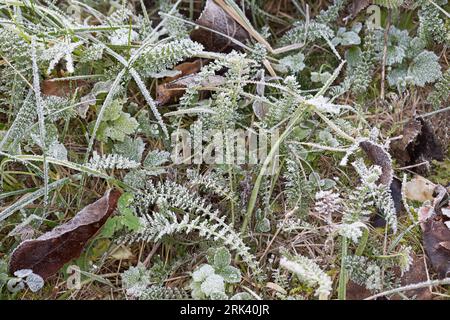 Schafgarbe, gewerbliche Schafgarbe, Wiesen-Schafgarbe, Schafgabe, Achillea millefolium, Schafgarbe, Gemeine Schafgarbe, Achillée millefeuille, la Millefeuille, Stockfoto