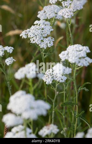 Schafgarbe, Schafgarbe, Gewöhnliche Wiesen-Schafgarbe, Schafgabe, Achillea millefolium, Schafgarbe, Common Yarrow, Achillée millefeuille, la Millefeuille Stockfoto