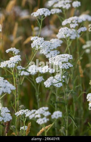 Schafgarbe, Schafgarbe, Gewöhnliche Wiesen-Schafgarbe, Schafgabe, Achillea millefolium, Schafgarbe, Common Yarrow, Achillée millefeuille, la Millefeuille Stockfoto