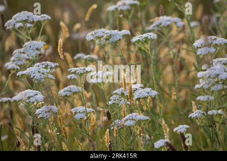 Schafgarbe, Schafgarbe, Gewöhnliche Wiesen-Schafgarbe, Schafgabe, Achillea millefolium, Schafgarbe, Common Yarrow, Achillée millefeuille, la Millefeuille Stockfoto