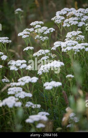 Schafgarbe, Schafgarbe, Gewöhnliche Wiesen-Schafgarbe, Schafgabe, Achillea millefolium, Schafgarbe, Common Yarrow, Achillée millefeuille, la Millefeuille Stockfoto