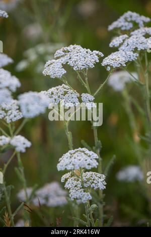 Schafgarbe, Schafgarbe, Gewöhnliche Wiesen-Schafgarbe, Schafgabe, Achillea millefolium, Schafgarbe, Common Yarrow, Achillée millefeuille, la Millefeuille Stockfoto