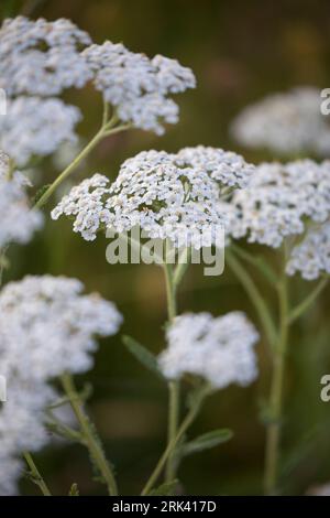 Schafgarbe, Schafgarbe, Gewöhnliche Wiesen-Schafgarbe, Schafgabe, Achillea millefolium, Schafgarbe, Common Yarrow, Achillée millefeuille, la Millefeuille Stockfoto