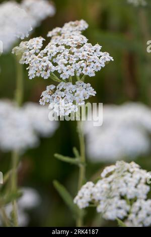 Schafgarbe, Schafgarbe, Gewöhnliche Wiesen-Schafgarbe, Schafgabe, Achillea millefolium, Schafgarbe, Common Yarrow, Achillée millefeuille, la Millefeuille Stockfoto