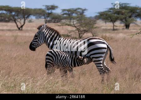 Eine Ebene oder ein gewöhnliches Zebra-hengstfohlen, Equus quagga, das von seiner Mutter stillt. Samburu Game Reserve, Kenia. Stockfoto
