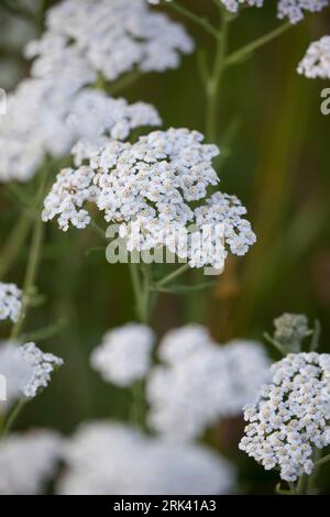 Schafgarbe, Schafgarbe, Gewöhnliche Wiesen-Schafgarbe, Schafgabe, Achillea millefolium, Schafgarbe, Common Yarrow, Achillée millefeuille, la Millefeuille Stockfoto