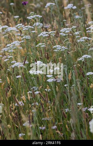 Schafgarbe, Schafgarbe, Gewöhnliche Wiesen-Schafgarbe, Schafgabe, Achillea millefolium, Schafgarbe, Common Yarrow, Achillée millefeuille, la Millefeuille Stockfoto