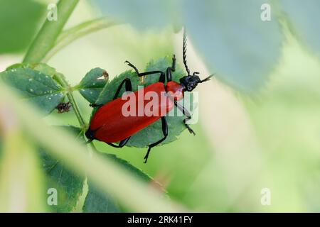 Scharlachroter Feuerkäfer, Feuerkäfer, Feuerfliege, Feuerfliege-Käfer, Pyrochroa coccinea, Kardinalkäfer, Kardinalkäfer, le pyrocher écarlate, le Stockfoto