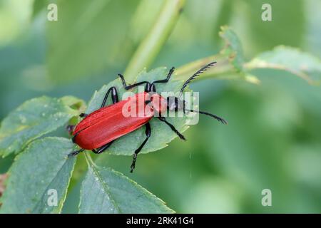 Scharlachroter Feuerkäfer, Feuerkäfer, Feuerfliege, Feuerfliege-Käfer, Pyrochroa coccinea, Kardinalkäfer, Kardinalkäfer, le pyrocher écarlate, le Stockfoto