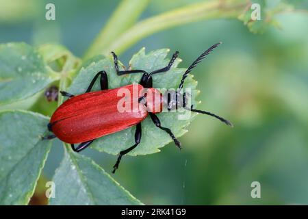 Scharlachroter Feuerkäfer, Feuerkäfer, Feuerfliege, Feuerfliege-Käfer, Pyrochroa coccinea, Kardinalkäfer, Kardinalkäfer, le pyrocher écarlate, le Stockfoto