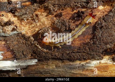 Scharlachroter Feuerkäfer, Feuerkäfer, Feuerfliege, Feuerfliege-Käfer, Larve unter der Rinde von Totholz, Käferlarve, Pyrochroa coccinea, cardinal-bee Stock Photo