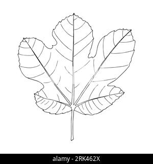 Fig tropical leaf hand drawn vector isolated element for design in black color Stock Vector