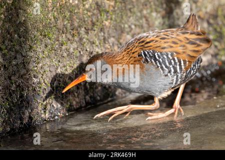 Eine Wasserbahn (Rallus aquaticus), die auf dem Eis forscht, zeigt seinen beeindruckenden Zebradruck. Normalerweise bleiben diese Vögel im Schilf versteckt, aber während Stockfoto