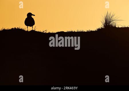 sunset and a Lesser Black-backed Gull; Stockfoto