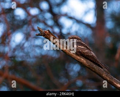 Erwachsener männlicher Nachtgläser (Caprimulgus europaeus), der während des Dimmens nach dem Glühen auf brench liegt. Stockfoto