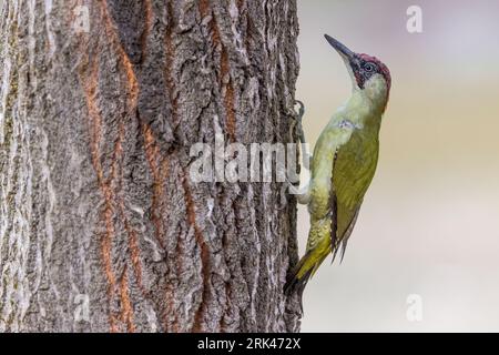 Erwachsener Green Woodpecker, Picus viridis, in Italien. Stockfoto