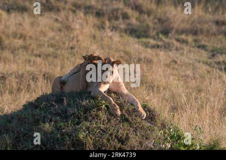 Eine ruhende Löwin, Panthera leo, und ein verspieltes Junge auf einem Termitenhügel. Masai Mara National Reserve, Kenia. Stockfoto