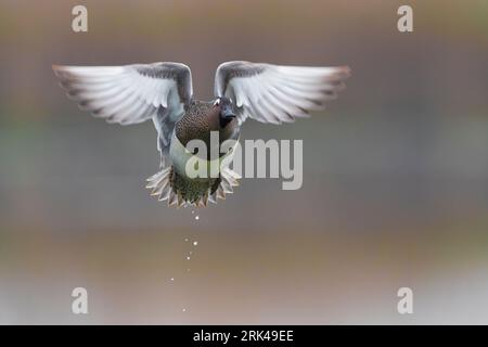 Männliche Krickente männlich im Flug. Stockfoto