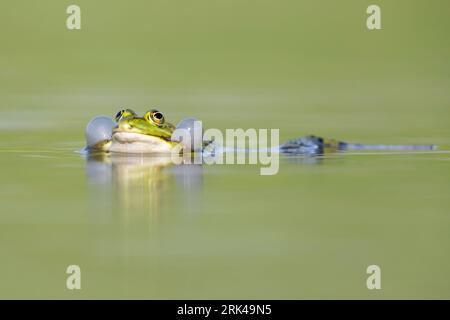 Italienischer Schwimmfrosch (Pelophylax bergeri), erwachsenes Männchen, das seine Beutel im Wasser aufbläht, Kampanien, Italien Stockfoto