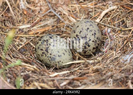 Ein Paar Gelbbbeinmöwen-Eier sind in ihrem Nest in der Nähe von Cagliari Sardinien zu sehen. Stockfoto