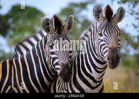 Steppenzebras, Südafrika, Kruger Nationalpark, Südafrika | Plains Zebras, Kruger NP, Südafrika Stockfoto