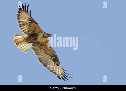 Berglandbuzzard (Buteo hemilasius) im Flug in der Mongolei im Sommer. Stockfoto