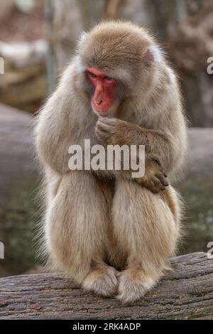 Der Japanische Makaken-Affe (Mucaca Fuscata), auch bekannt als Schneemäffchen oder (auf Japanisch) als Nihonzaru. Stockfoto