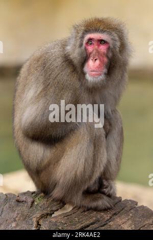 Der Japanische Makaken-Affe (Mucaca Fuscata), auch bekannt als Schneemäffchen oder (auf Japanisch) als Nihonzaru. Stockfoto