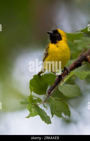 Kleine Weberin (Ploceus luteolus) thront auf einem Ast in einem Regenwald in Ghana. Stockfoto