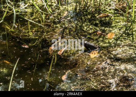 Schwarzer Leopardenfrosch, der sich an einem wunderschönen Tag am Seeufer in der Nähe des Sees im La Mauricie National Park Quebec, Kanada, ausruhen lässt. Stockfoto