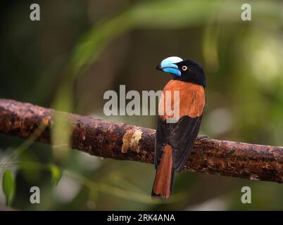 Male Helmet Vanga (Euryceros prevostii) in understory of rainforest in Madagascar. Stock Photo