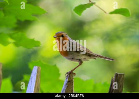 A European robin perched atop a wooden stick in a lush, green woodland setting Stock Photo