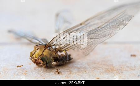 Close up what is left of the dragonfly after the attack of ants, on the floor Stockfoto