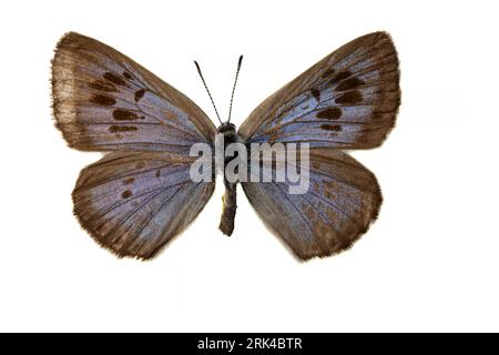 Large Blue, Tijmblauwtje, Phengaris arion Stock Photo