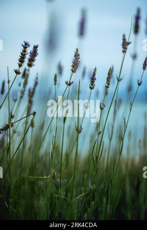 Lavandula (gebräuchliche Bezeichnung Lavendel) ist eine Gattung von 47 bekannten Arten blühender Pflanzen der Minzfamilie Lamiaceae. Stockfoto