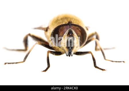 Drohnenfliege, Blinde bij, Eristalis tenax Stockfoto