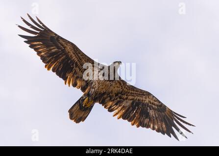 Ein Weißkopfadler, der durch die Luft flieht und den Horizont nach potenziellen Beutetieren sucht Stockfoto